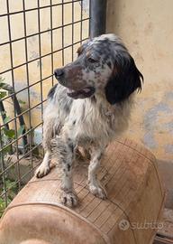 Cucciolo setter inglese tricolore