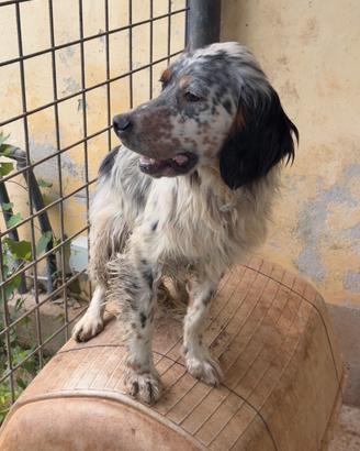 Cucciolo setter inglese tricolore