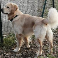 Golden retriever maschio