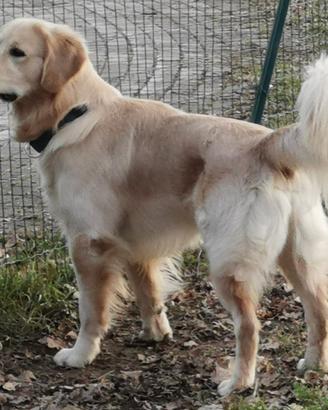 Golden retriever maschio