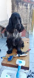 Cani coker spaniel
