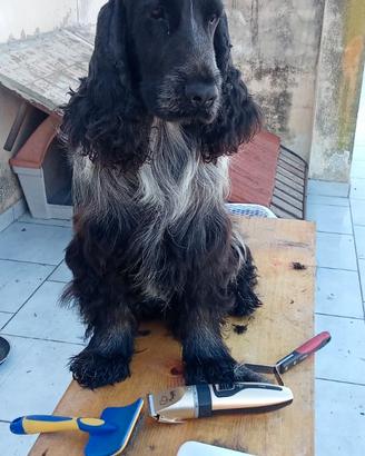 Cani coker spaniel