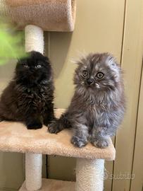 Gattini Scottish Fold