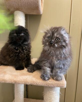 Gattini Scottish Fold