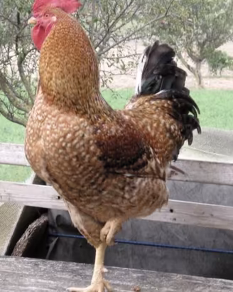 Gallo