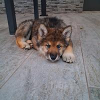 Cucciolo di Alaskan Malamute