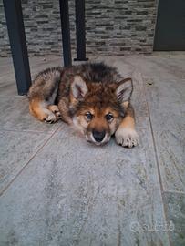 Cucciolo di Alaskan Malamute