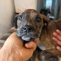 Cloe dal pelo lucido cucciola di tre mesi