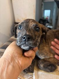 Cloe dal pelo lucido cucciola di tre mesi
