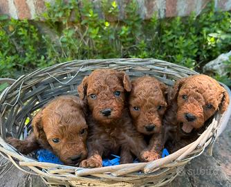 Cuccioli barboncino valletta dog's