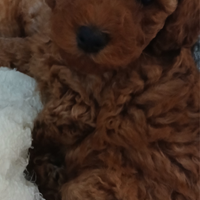 Piccoli orsacchiotti