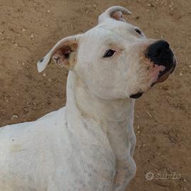 DOGO ARGENTINO DI RAZZA, 3 anni
