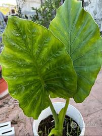 Bellissime piante Orecchie d’Elefante