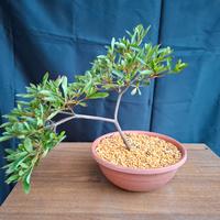 Azalea indicum bonsai