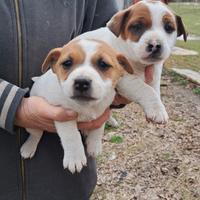 Cucciolo jack russel