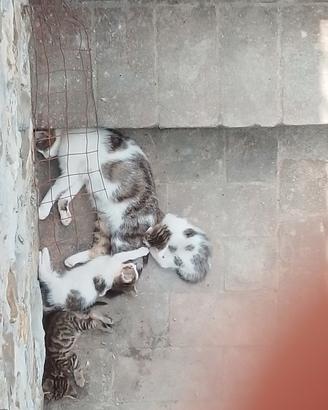 Cuccioli di gatto