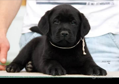 Labrador neri e chocolate con pedigree