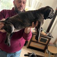 Cane corso