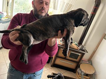 Cane corso