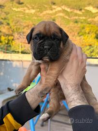 Cuccioli di boxer