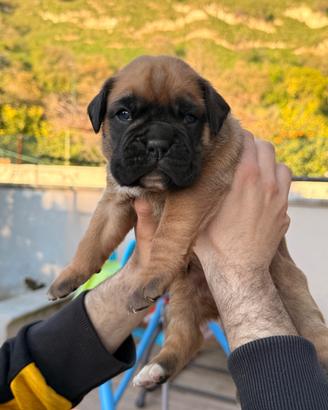 Cuccioli di boxer