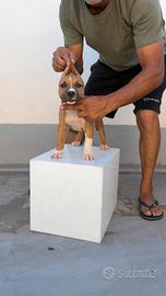 Animali