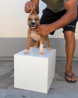 Animali