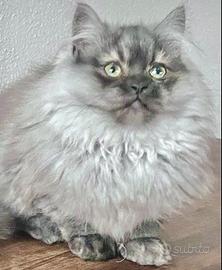 Gattino MASCHIO figlio di persiani normotipo