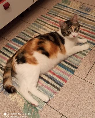 Gatta tricolore
