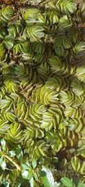Salvinia