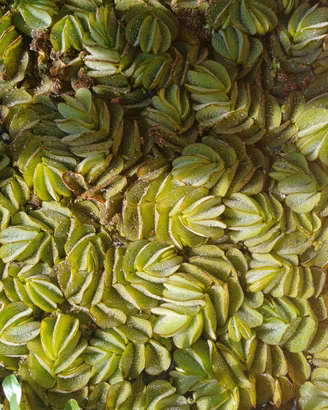 Salvinia