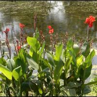 canna indiana rossa