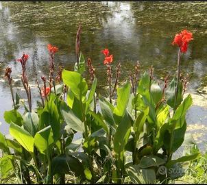 canna indiana rossa