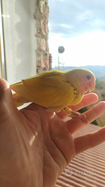 Inseparabile rosecollis allevato a mano