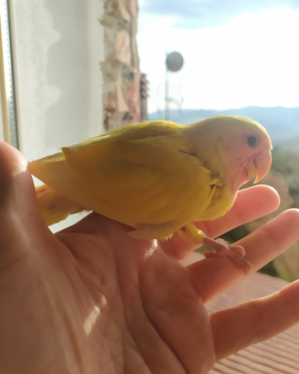 Inseparabile rosecollis allevato a mano