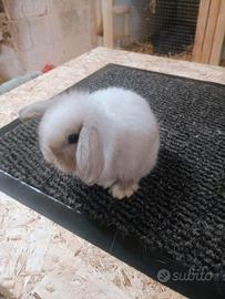 Ariete nani cuccioli diversi colori