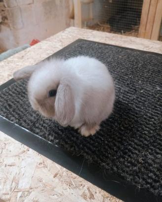 Ariete nani cuccioli diversi colori