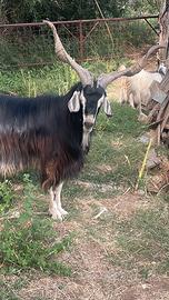 Becco nicastrese originale