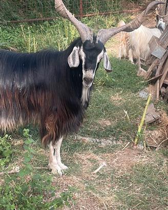 Becco nicastrese originale