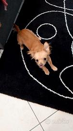 chihuahua pura femmina di 1 anno - Minù 