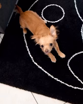 chihuahua pura femmina di 1 anno - Minù 