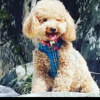 Barboncino nano per accoppiamento