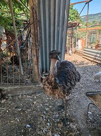 Emu maschio
