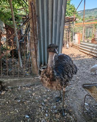 Emu maschio
