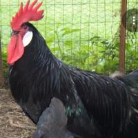 Gallo spagnolo