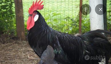 Gallo spagnolo