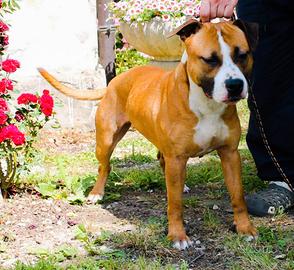 Amstaff femmina