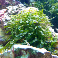 Caulerpa brachypus per acquario marino o refugium