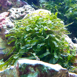 Caulerpa brachypus per acquario marino o refugium