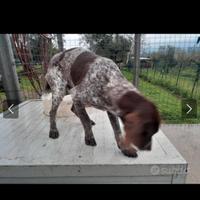 Cucciolo di bracco pointer